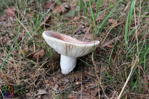 russula vesca (1) (1000 x 667).jpg_product_product_product_product_product_product